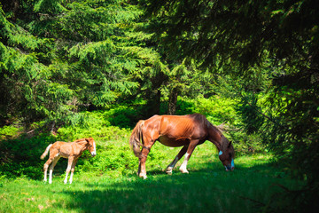 Naklejka na ściany i meble foal and mare graze in a meadow near the forest 