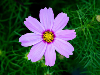 Fototapeta premium Single Pink Cosmos Flower Blooming