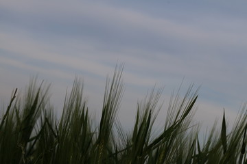 Obraz premium grass and sky