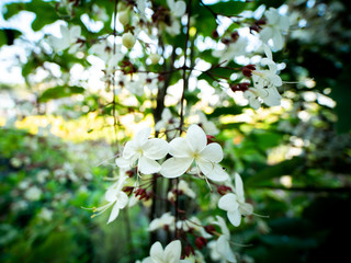 White Nodding-Clerodendron Flowers Suspending