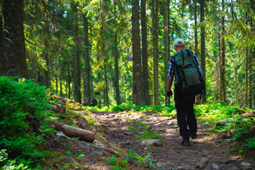 Obraz premium male traveler goes to the mountain through the forest