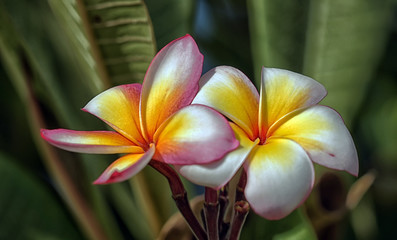 plumeria flower