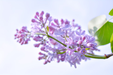 Lilac shrub flower blooming in spring garden. Common lilac Syringa vulgaris bush