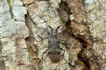 Oplosia cinerea on linden wood