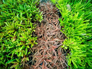 3 Kinds of Bromeliads in Pots