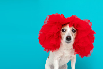 Adorable small dog in red wig on blue backgrond