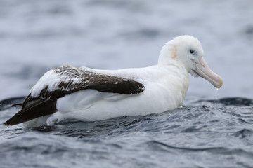Fototapeta premium Gibson's Wandering Albatross, Diomedea exulans, close