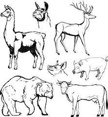 vector, animal set, graphic, monogram, black, hand drawing, bear, cow, deer, pork, lama