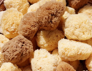 Brown natural greek sea sponge