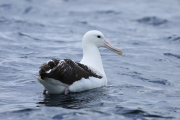 Northern Royal Albatross, Diomedea sanfordi