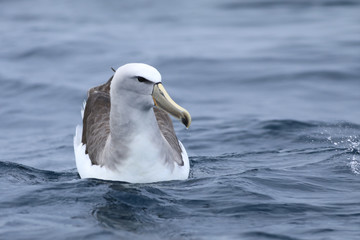 Salvin's Albatross, Thalassarche salvini, at sea