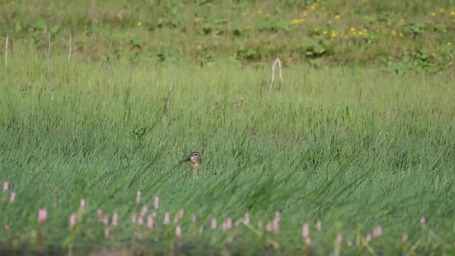 Wild Mallard duck with dragonfly (Anas platyrhynchos) in the grass.