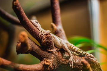 Round Iguana crawling on tree, brightful image