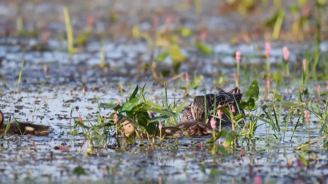 Wild Mallard duck with Ducklings feed in pond, (Anas platyrhynchos).