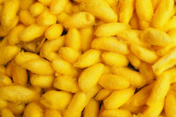 Yellow mulberry silk that is a worm for background, Thai silk production