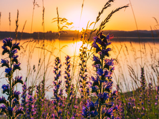Sunset at the lake with plants