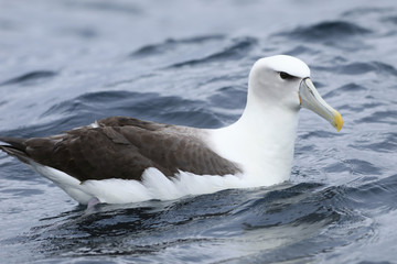 White-capped Albatross, Thalassarche steadi, on water