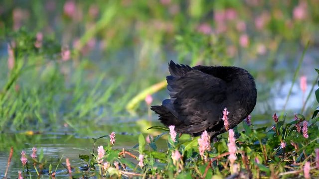 Eurasian Coot (Fulica atra) preening its feathers in a natural habitat.