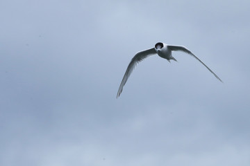 White-fronted Tern, Sterna striata, flight