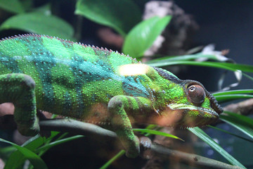 Green striped chameleon on a branch © Valeria Scalia