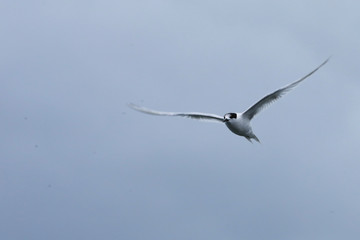 In flight White-fronted Tern, Sterna striata