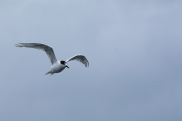 Flying White-fronted Tern, Sterna striata