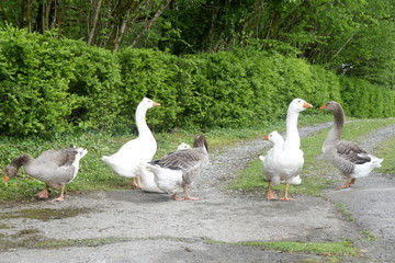 Gansos alrededor de la granja