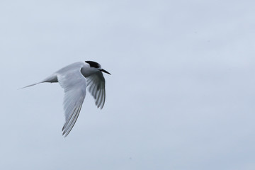 Flight of White-fronted Tern, Sterna striata