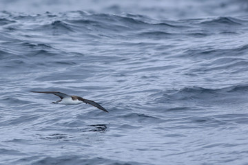 Obraz premium Buller's Shearwater, Puffinus bulleri, in flight