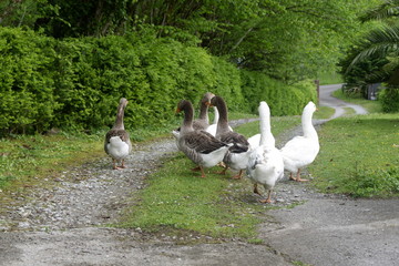 Gansos alrededor de la granja