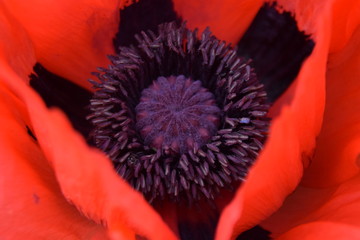 fleur pavot rouge