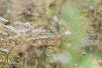 spiderweb on green grass with morning dew and bokeh in summer