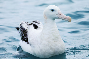 Gibson's Wandering Albatross, Diomedea exulans