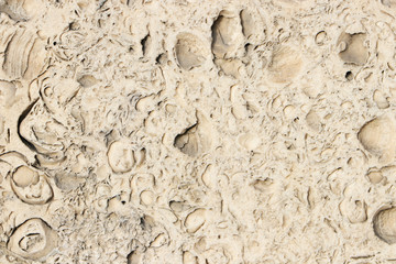 The texture of the shell rock. Beige background.	
