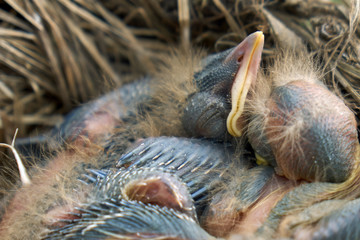 Naklejka na ściany i meble Newly hatched fluffy nestlings of a thrush sleeping in a nest close up. Macro photography