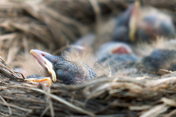 Newly hatched fluffy nestlings of a thrush sleeping in a nest close up. Macro photography