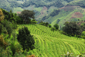 Tea Plantation in sunrise on the mountain and forest in rain season is very beautiful view in Chiangrai Province, Thailand.