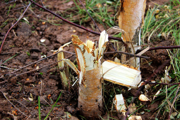 Broken trunk at the birch. Broken young tree