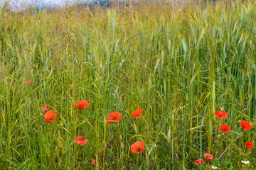 Mohnblumen im Kornfeld