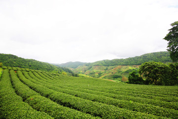 Tea Plantation in sunrise on the mountain and forest in rain season is very beautiful view in Chiangrai Province, Thailand.