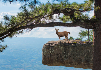 Deer standing on high cliff.