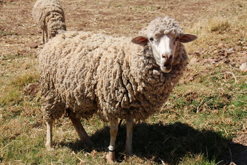 Schaf in Peru