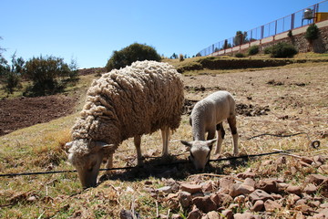 Schafe in Peru