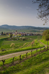 Fototapeta na wymiar Road to Burkheim am Kaiserstuhl in an early spring morning