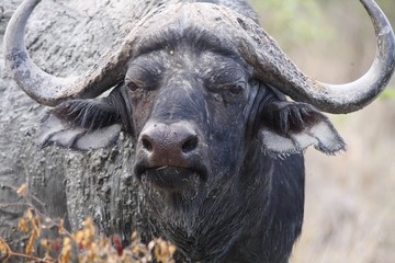 portrait d'un grand buffle noir d'Afrique du Sud