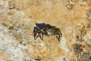 Crab on the rocky coast of Mediterranean sea in Greece.