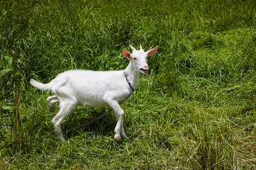 Obraz na płótnie Canvas Goat on meadow at Faial Da Terra, Sao Miguel, Azores