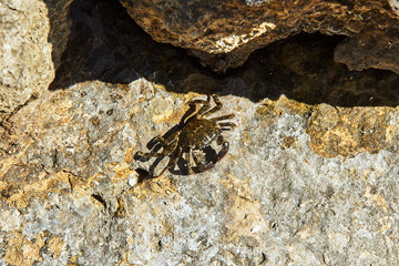 Crab on the rocky coast of Mediterranean sea in Greece.