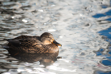 Female duck clean on lake water reflection nature  wild autumn