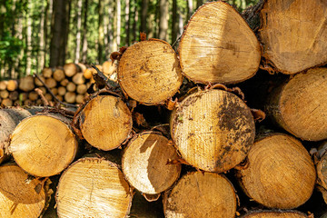 stacked wood in taunus forest, germany